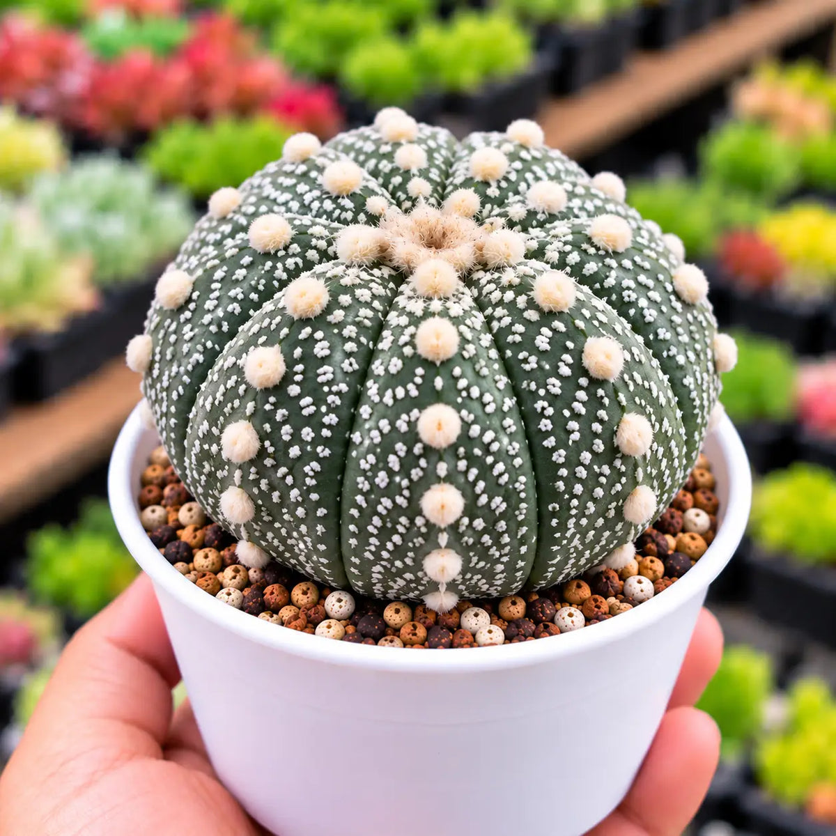 Astrophytum Asterias Cactus (Bare Rooted)