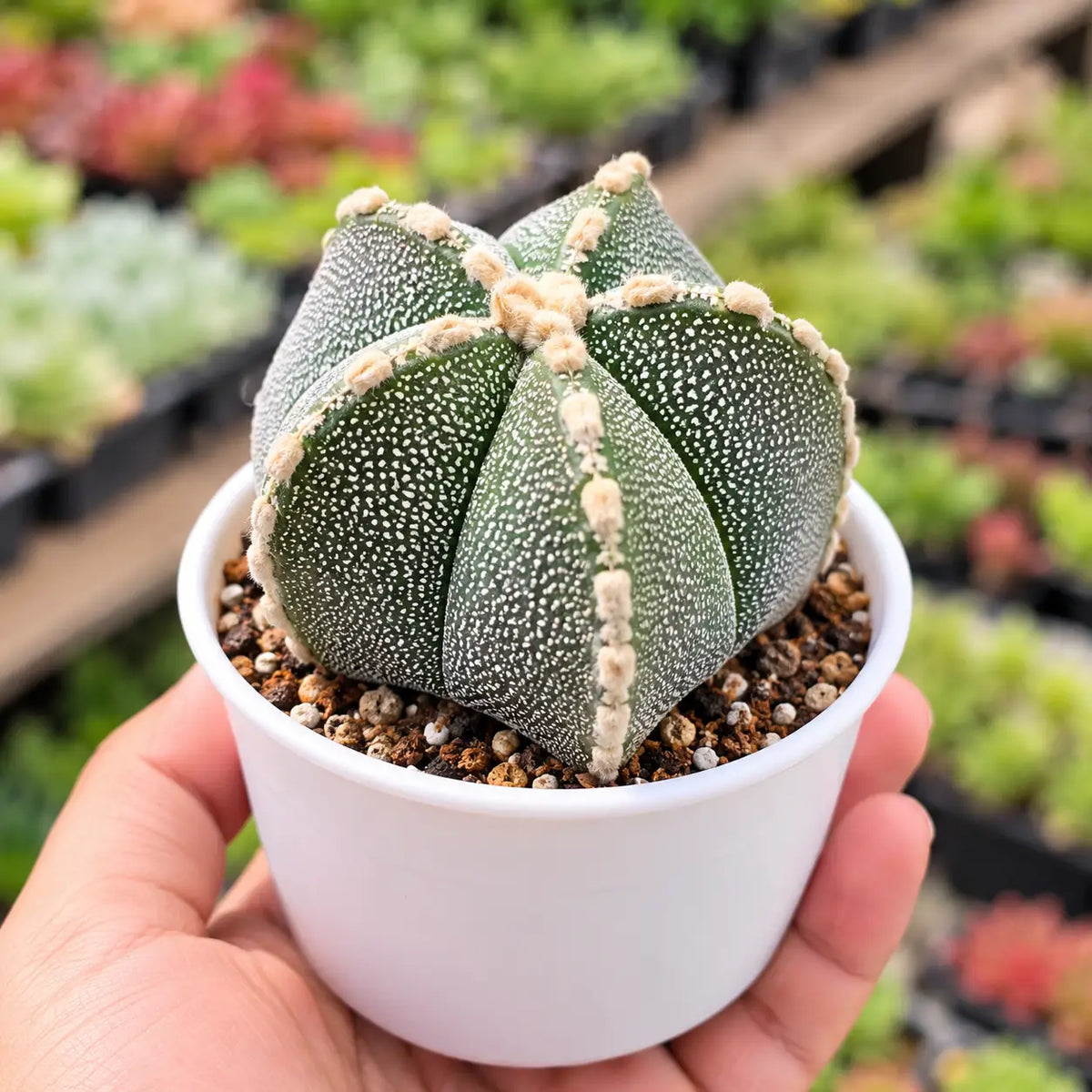 Astrophytum Myriostigma Cactus (Bare Rooted)
