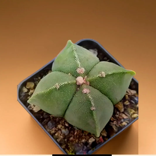 Astrophytum Myriostigma cactus plant with a distinctive star-shaped form, ideal for indoor decor.