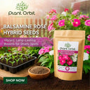 hybrid rose seeds Balsamine Rose Hybrid Seeds (20-25 seeds) – Plant Orbit