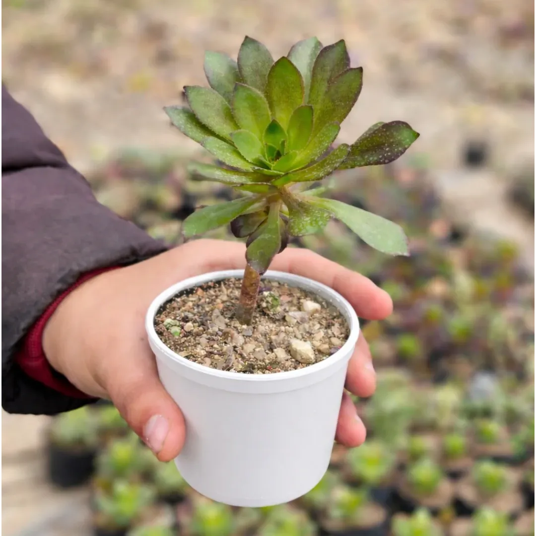 Black Aeonium succulent with a compact rosette of green to dark purple leaves growing on a short woody stem, planted in a white pot and held by a person at a plant nursery.