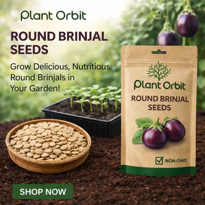 plant brinjal seeds Buy Brinjal (Round) Hybrid Seeds From Plant Orbit Save Up To 60%