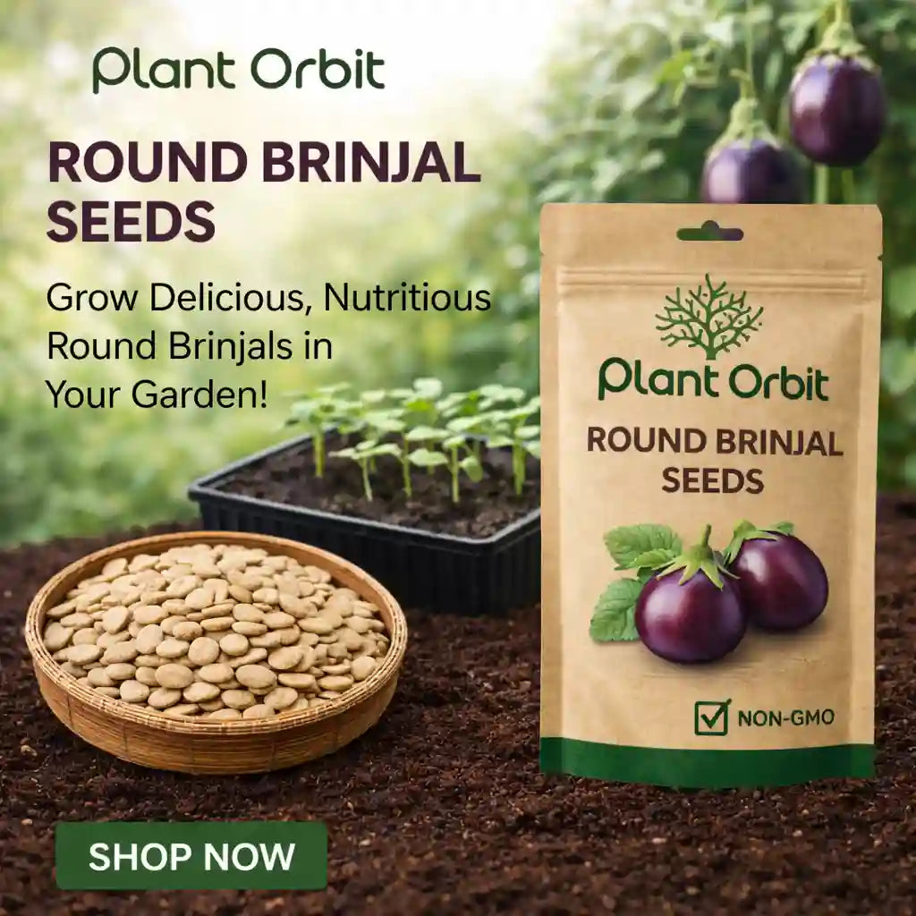 Plant Orbit Round Brinjal Seeds packaging with seeds and plants in the background