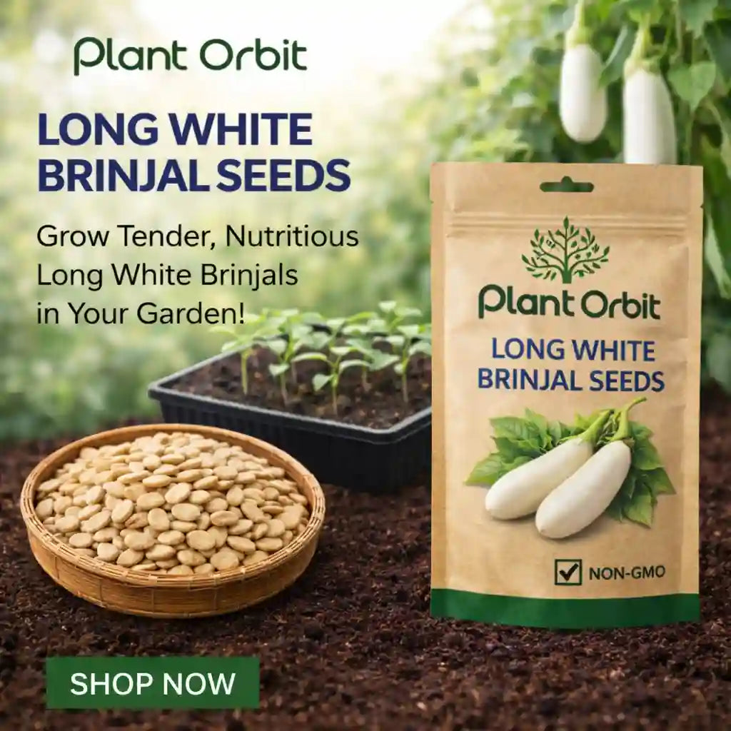 BRINJAL WHITE LONG HYBRID SEEDS (40 seeds)