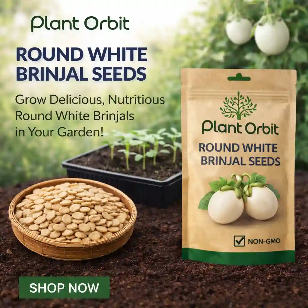 BRINJAL WHITE ROUND HYBRID SEEDS (40 seeds)