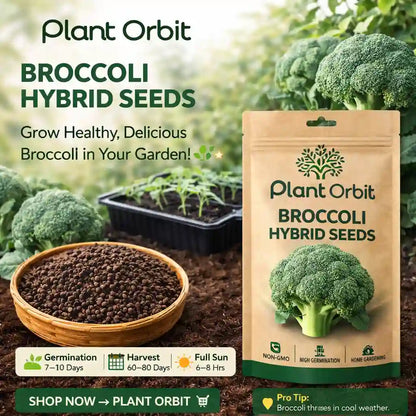 BROCCOLI HYBRID SEEDS (30 seeds)