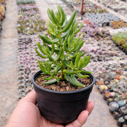 Baby Crassulla Tetragona