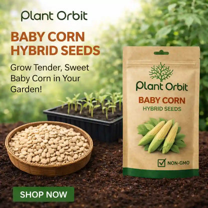 Baby Corn Hybrid Seeds