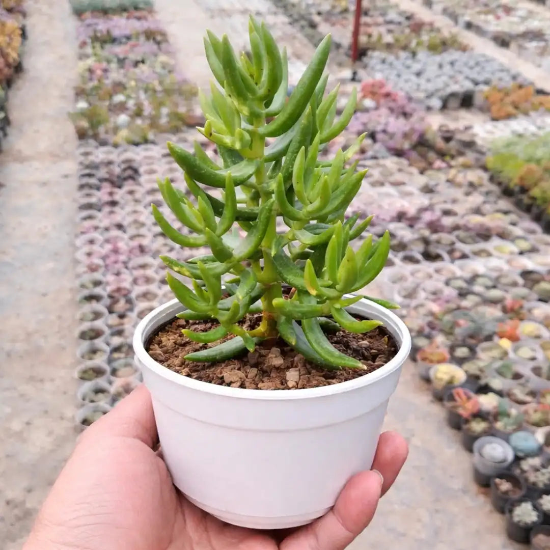 Baby Crassula Tetragona succulent with upright branching stems and slender, pointed green leaves, growing in a white pot held in a person’s hand at a plant nursery.