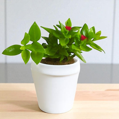 Baby Sunrose (Bare Rooted)