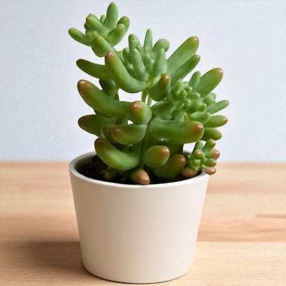Sedum-Pachyphyllum - SEDUM-BANANA (Bare Rooted)