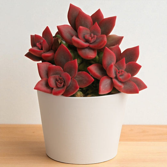 Graptosedum ‘Alpenglow’( Bare Rooted )