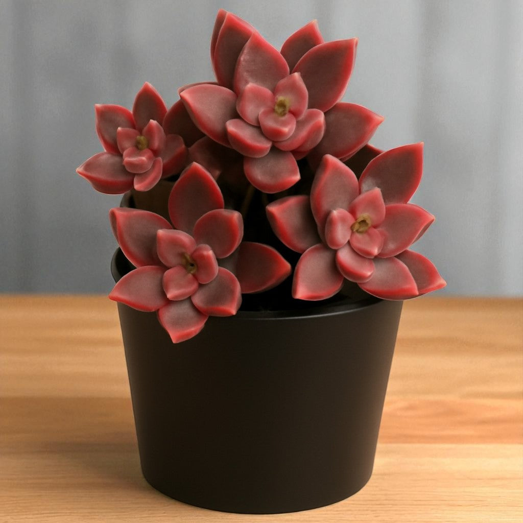 Graptosedum ‘Alpenglow’( Bare Rooted )