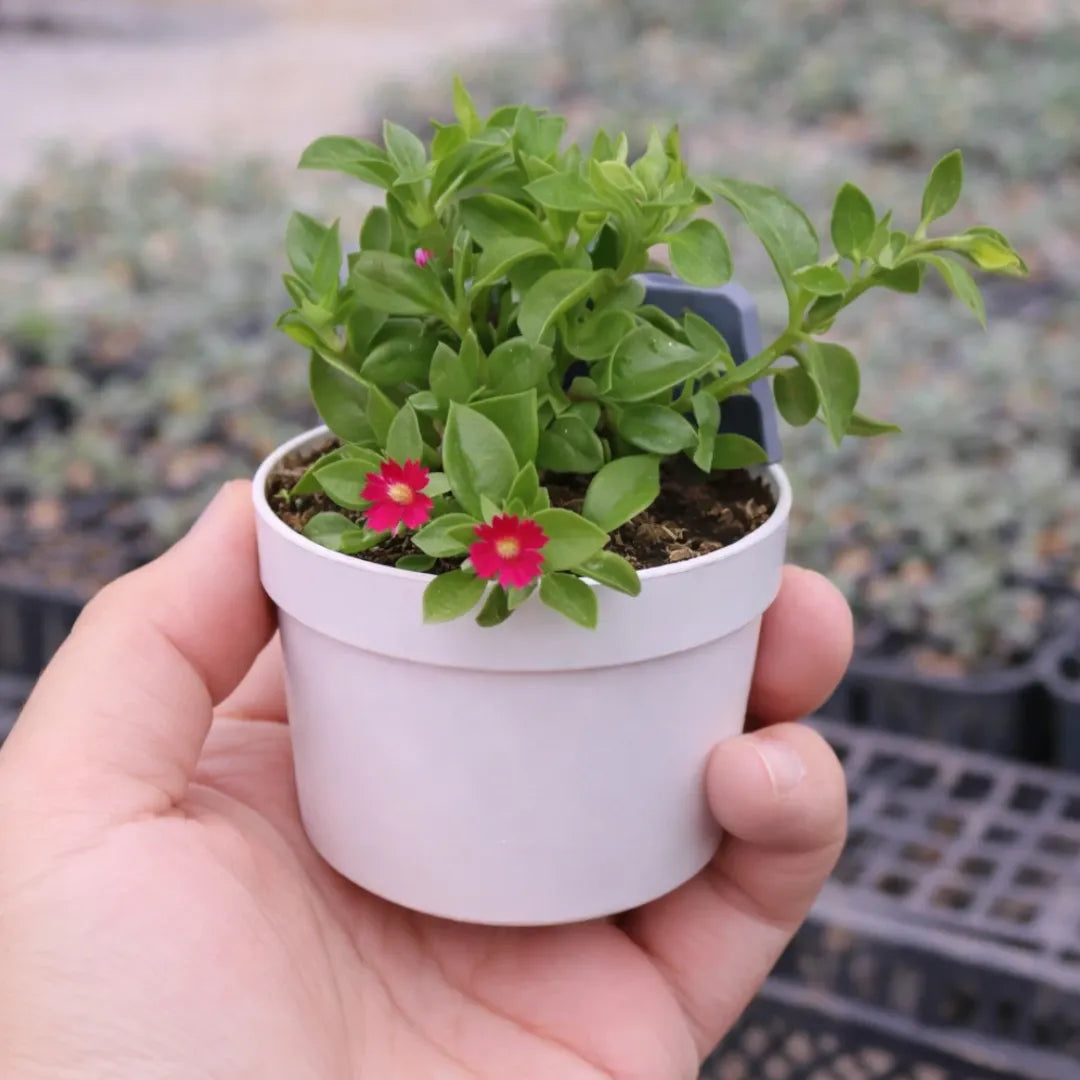 Baby Sunrose plant with small green succulent leaves and bright pink-red flowers growing in a white pot
