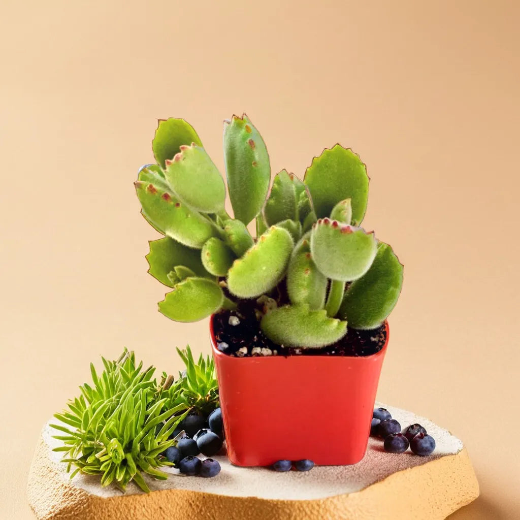 Bear Paw succulent plant with fuzzy, paw-like leaves, ideal for adding charm to indoor spaces.