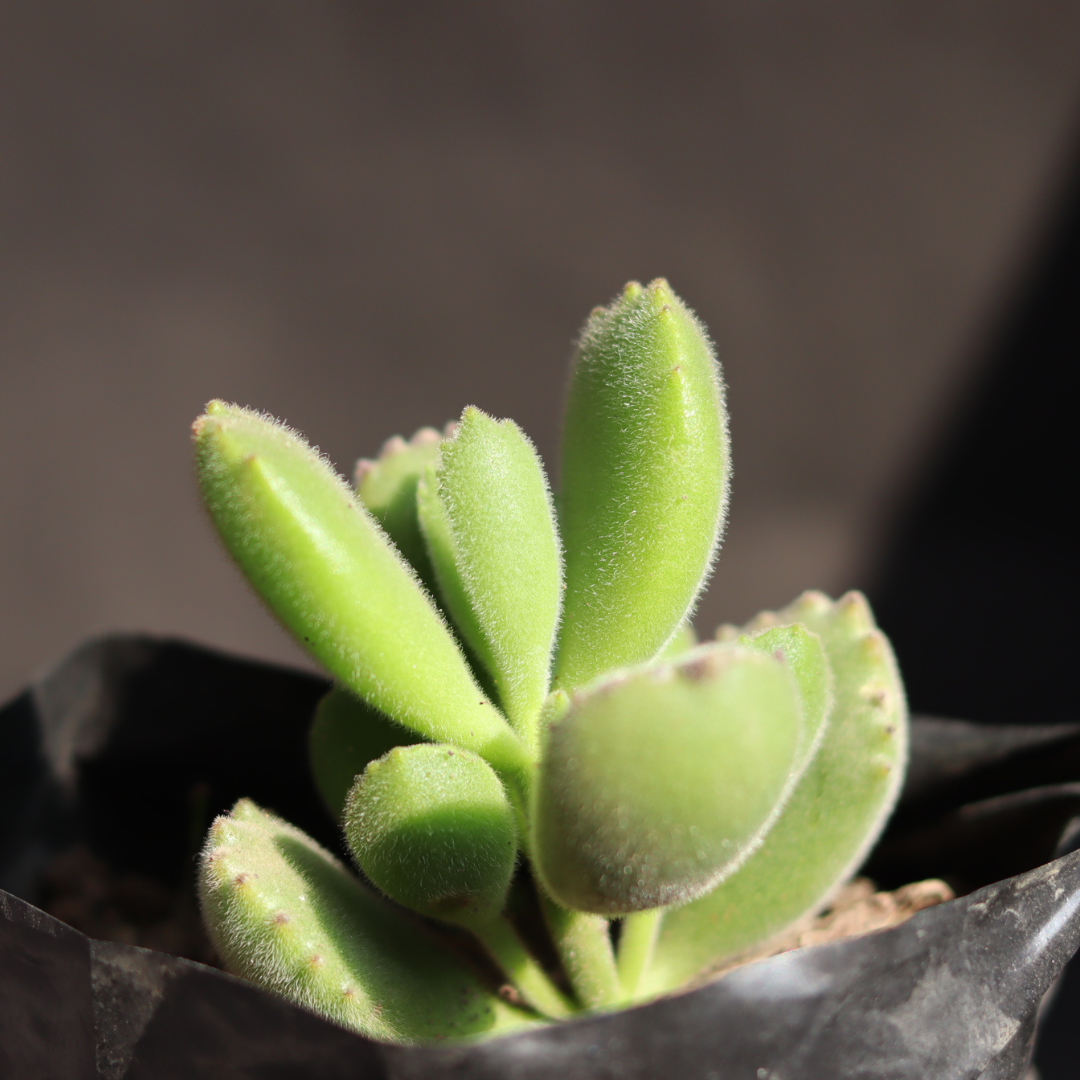 Close-up of Bear Paw succulent’s green, furry leaves with tiny claw-like tips.