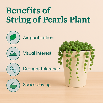 Senecio rowleyanus String of pearls (Bare Rooted)