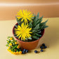 Bergaranthus Big succulent with thick, lush green leaves, perfect for indoor or outdoor decor.