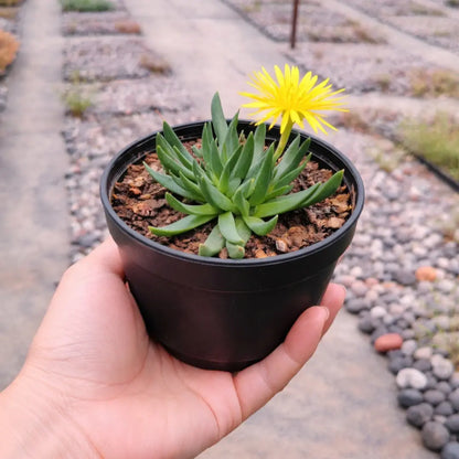 Bergaranthus Big (Bare Rooted)