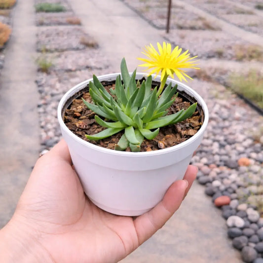 Bergaranthus Big (Bare Rooted)