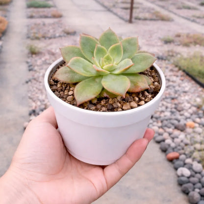 Aeonium Kiwi (Bare Rooted)