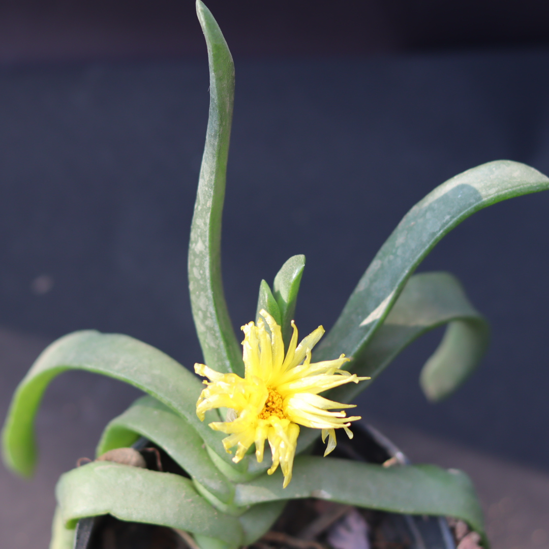 Close-up of Bergaranthus Big Flowering plant showcasing its dense, bold foliage, ideal for succulent lovers.