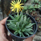 Large Bergaranthus Big succulent in a pot, known for its strong, vibrant green leaves.