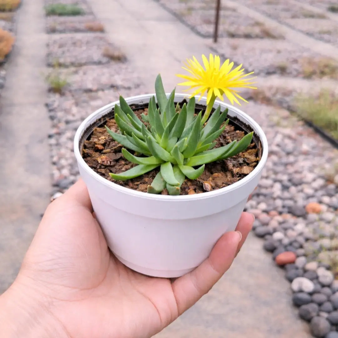 Bergaranthus Big succulent with long, pointed green leaves and a bright yellow daisy-like flower, growing in a white pot held in a person’s hand at a plant nursery.