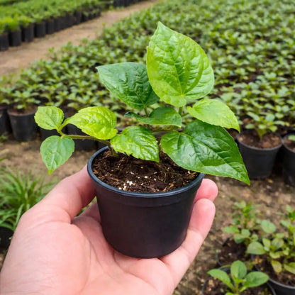 Betel Leaf (Beetle Paan)