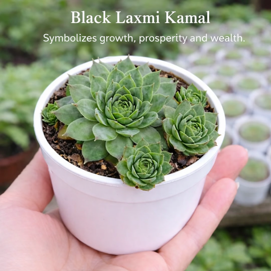 Vastu Plants ( Bare-rooted ) - Set of 5 Live Succulent Plants by Plant Orbit
