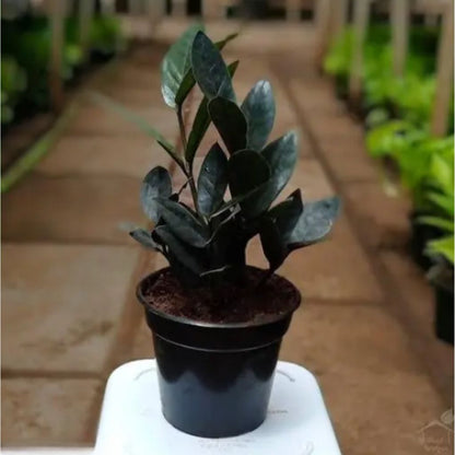 Black Zamiya Plant