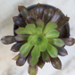 Potted Black Aeonium succulent showcasing bold, dark foliage, a dramatic addition to any space.