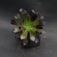 Elegant Black Aeonium plant with dark, layered leaves, perfect for modern home decor.