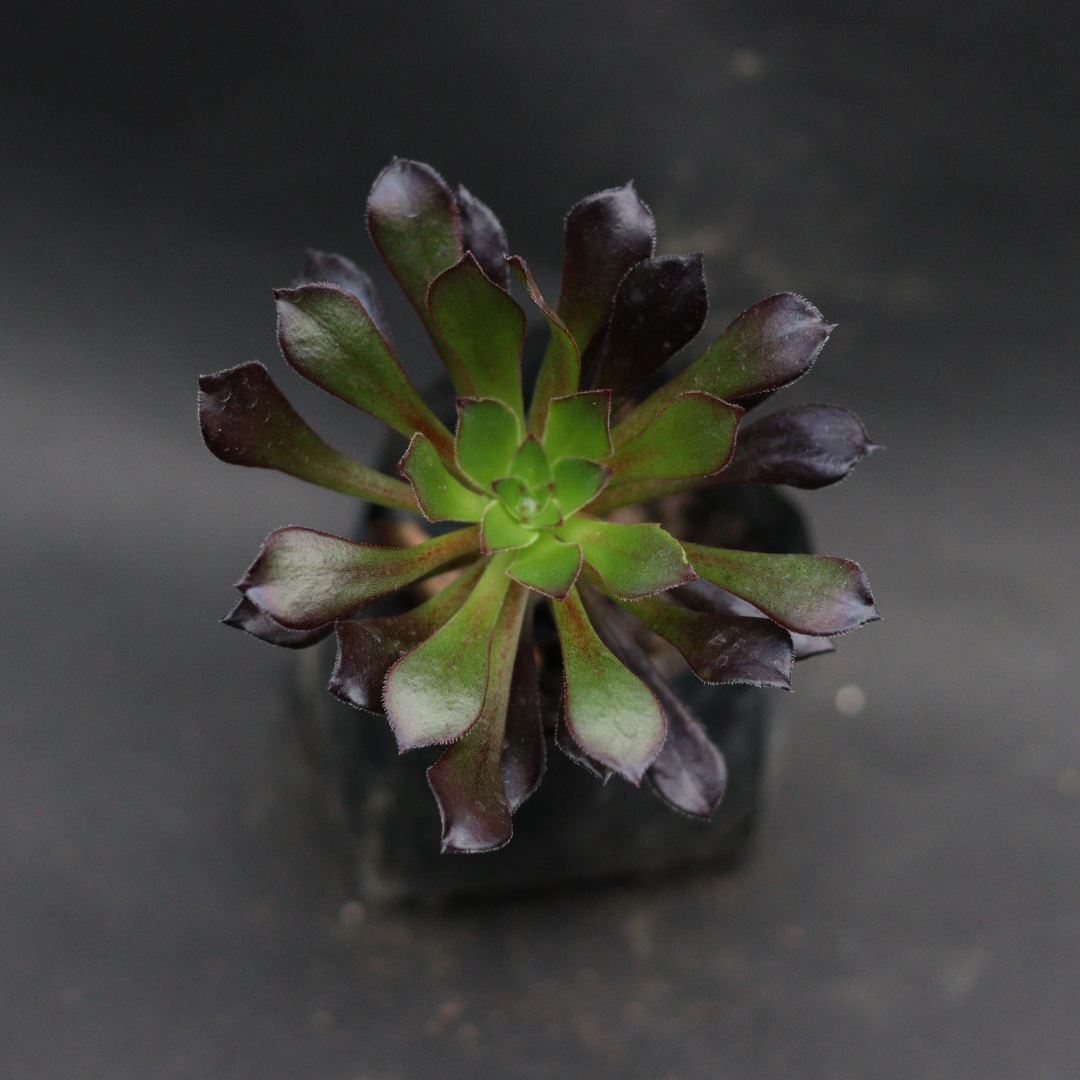 Elegant Black Aeonium plant with dark, layered leaves, perfect for modern home decor.