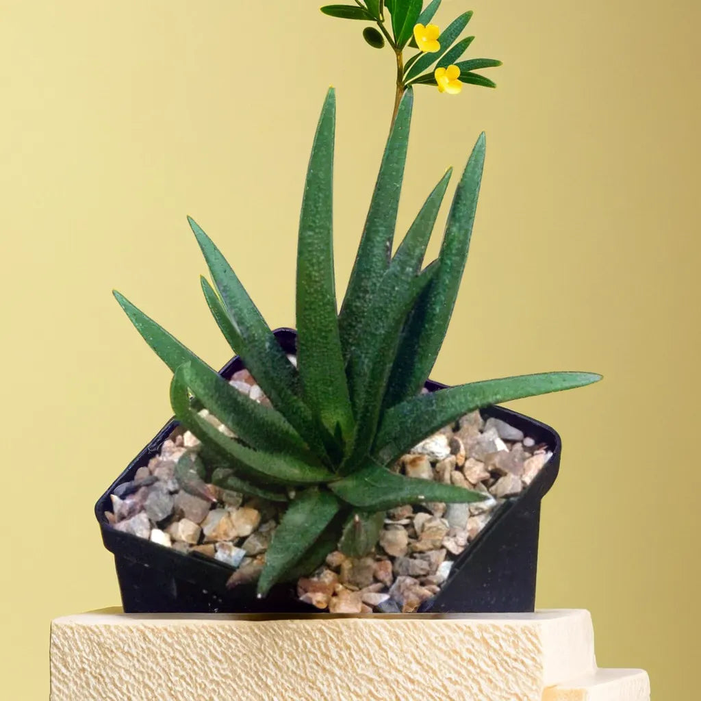 Black Aloe succulent with dark, textured leaves, perfect for unique indoor decor.