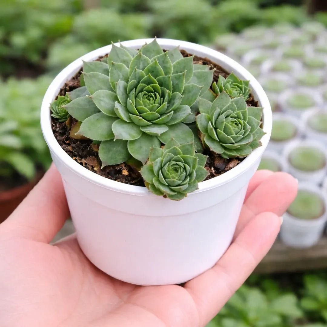 Black Laxmi Kamal succulent plant growing in a white pot, showing green rosette-shaped leaves and multiple offsets, held in a person's hand outdoors.
