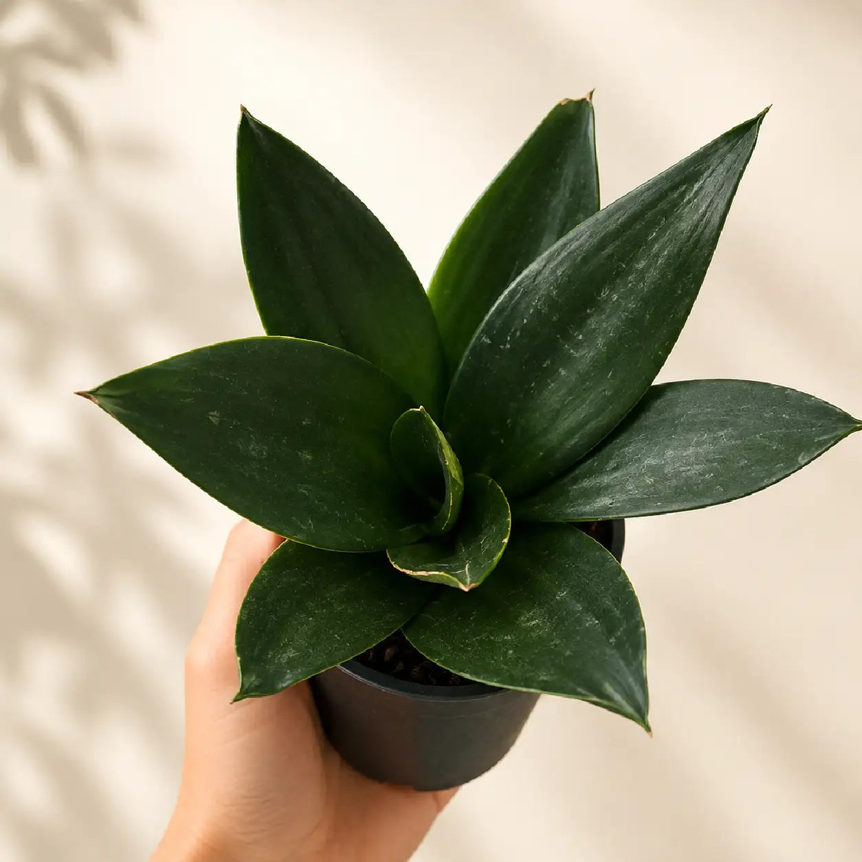 Black Snake Plant with dark green upright leaves in a black nursery pot by Plant Orbit