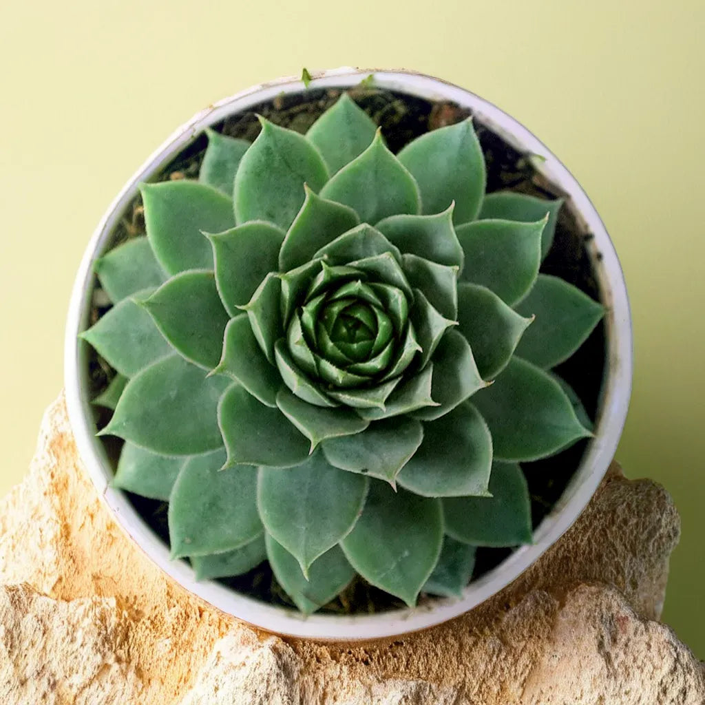 Beautiful Black Lakshmi Kamal succulent with deep green rosettes, ideal for plant collections.