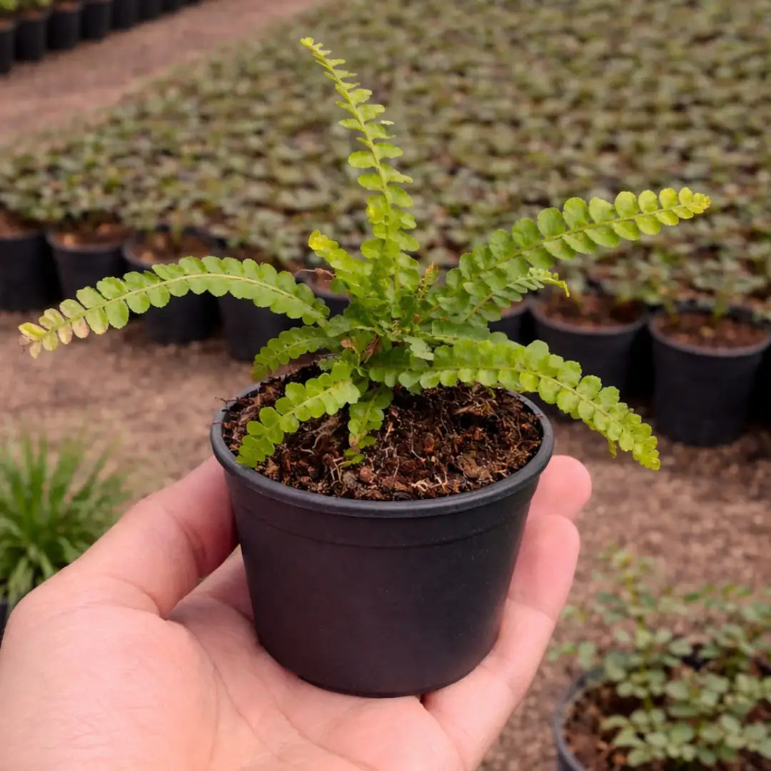Bottle Fern
