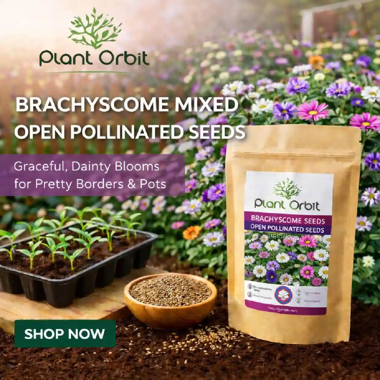 Brachyscome mixed open pollinated seeds packaging with gardening elements and Plant Orbit branding.