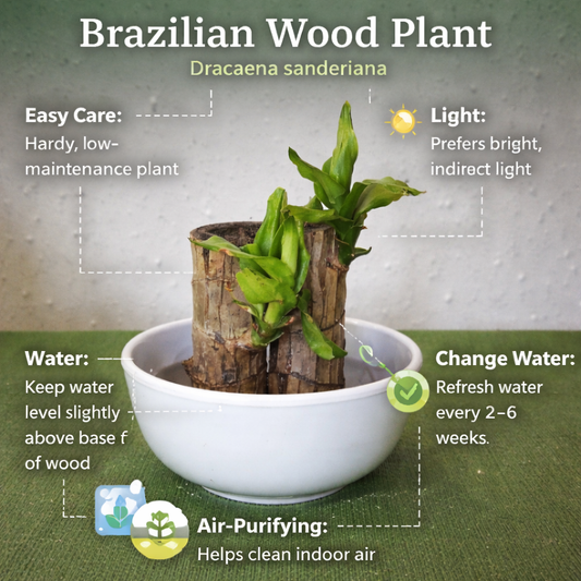 Brazilian Wood Plant