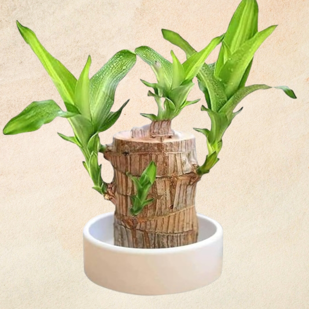 Brazilian Wood Plant featuring vibrant green shoots sprouting from a rustic wooden trunk, elegantly displayed in a white pot. This unique indoor plant adds a tropical charm and natural aesthetic to any living space. Shop distinctive indoor plants like this at Plant Orbit.