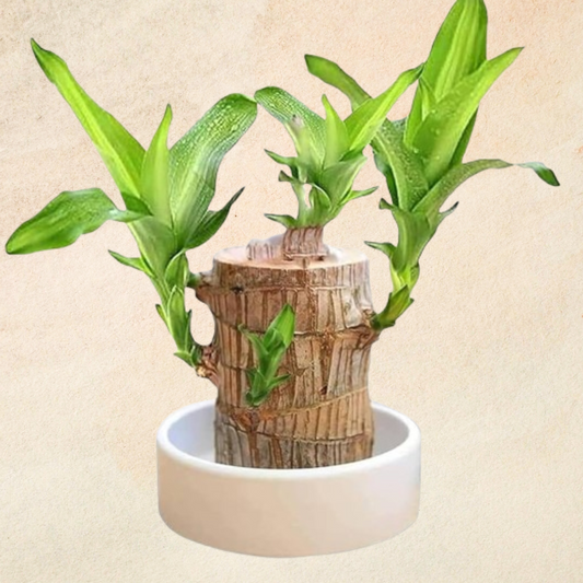 Brazilian Wood Plant featuring vibrant green shoots sprouting from a rustic wooden trunk, elegantly displayed in a white pot. This unique indoor plant adds a tropical charm and natural aesthetic to any living space. Shop distinctive indoor plants like this at Plant Orbit.