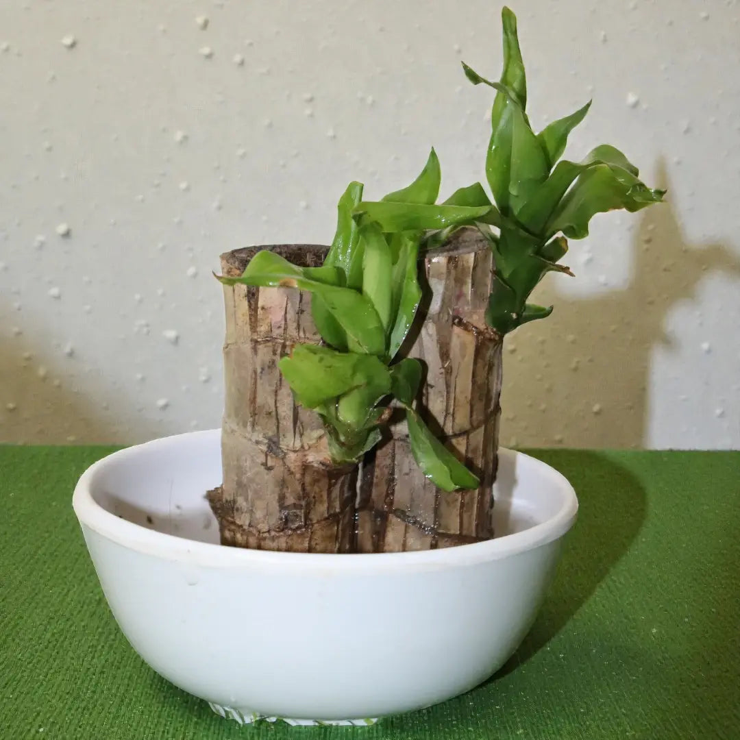 Brazilian Wood Plant with fresh green leaves sprouting from a woody stem in a white water bowl