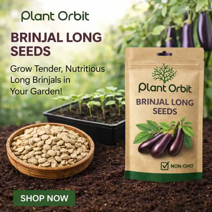 Brinjal long seeds 