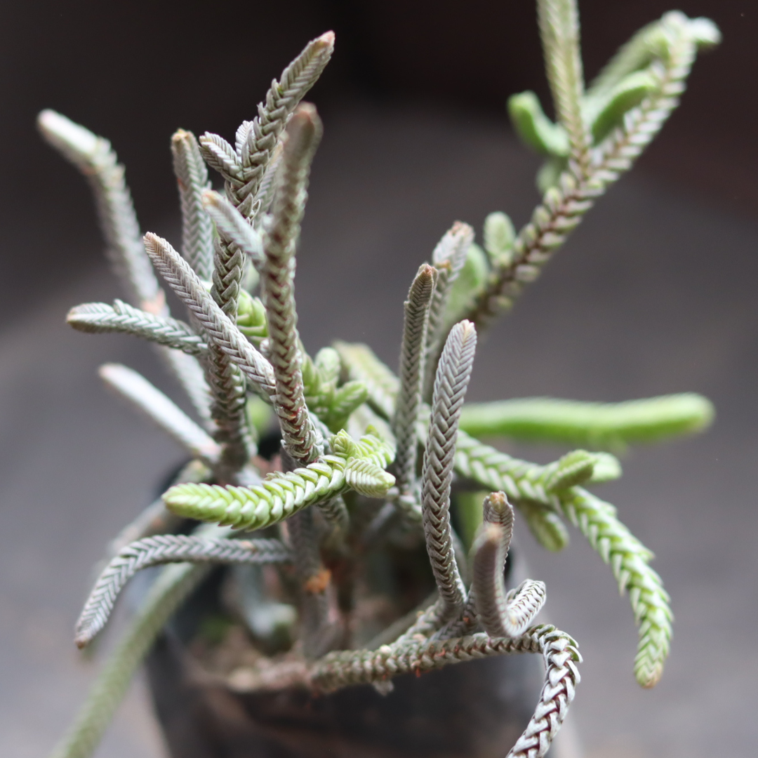 Close-up of Brown Crassula Princess Pine showcasing its feathered, pine-like lavender and brown leaves,