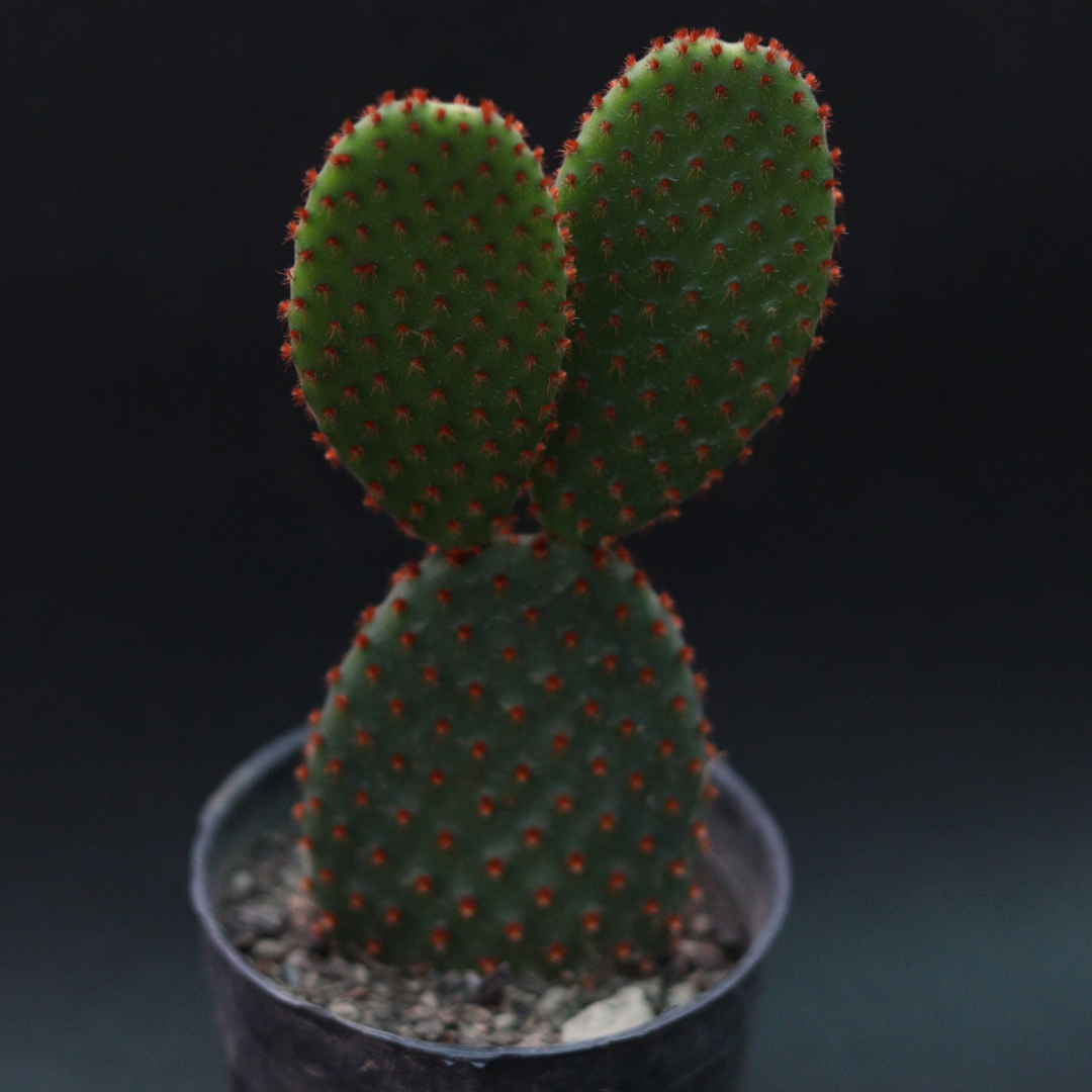 Close-up of Bunny Ear Cactus Red showing its unique red-tipped pads resembling bunny ears.