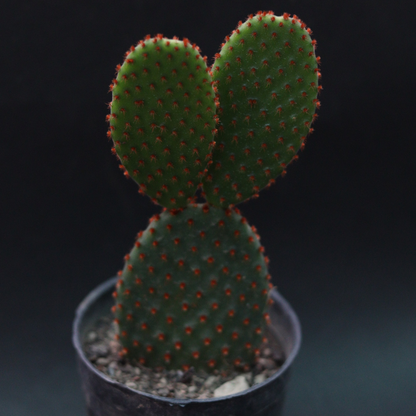 Close-up of Bunny Ear Cactus Red showing its unique red-tipped pads resembling bunny ears.