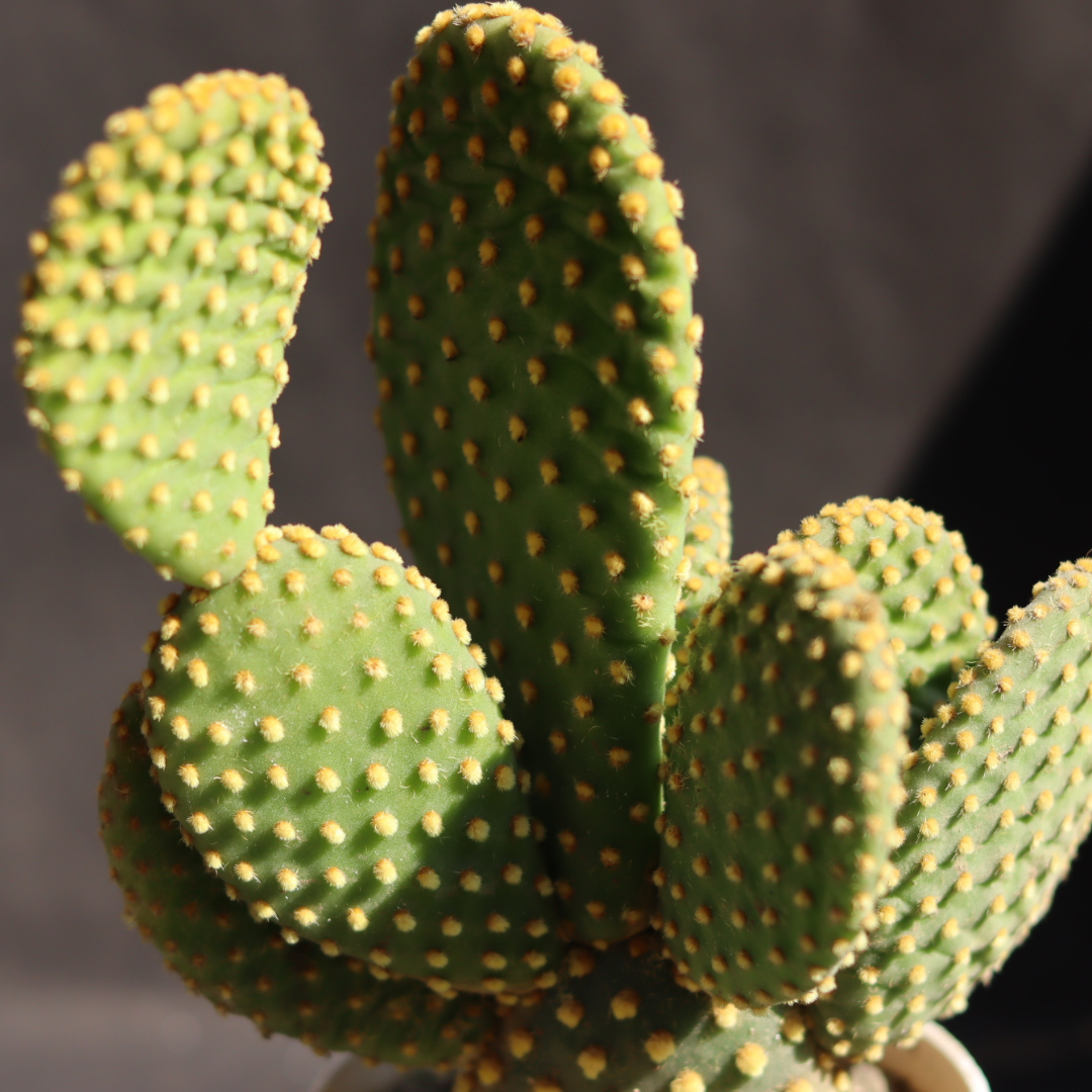 Close-up of Bunny Ear Cactus Yellow showing its iconic yellow-tipped pads that resemble bunny ears.