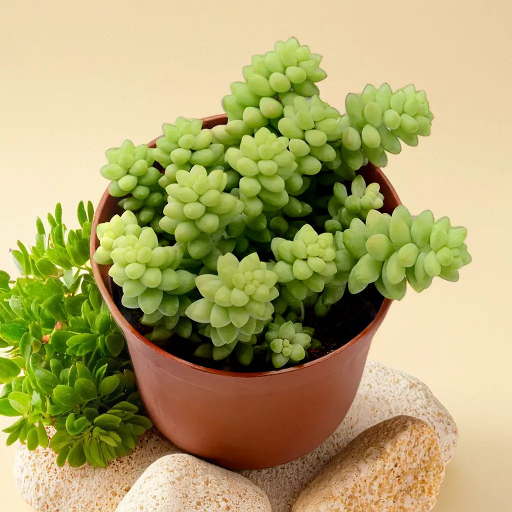 Burro’s Tail succulent plant with trailing, plump green leaves, ideal for hanging baskets and indoor decor.